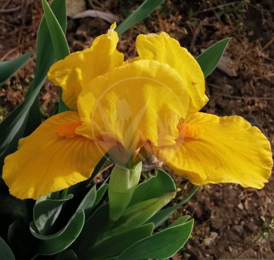 Orange Caper IMG_20200501_171851 upr